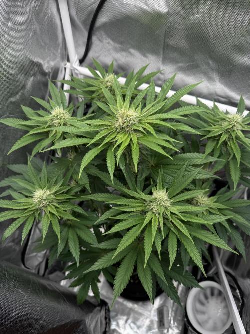 Cherry Hills 🍒⛰️80w. Week 8