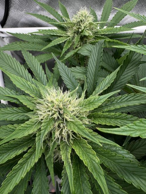 Cherry Hills 🍒⛰️80w. Week 8