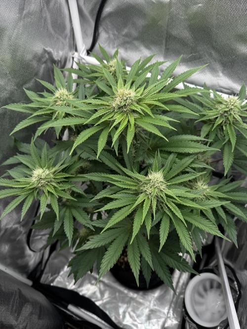 Cherry Hills. Week 8