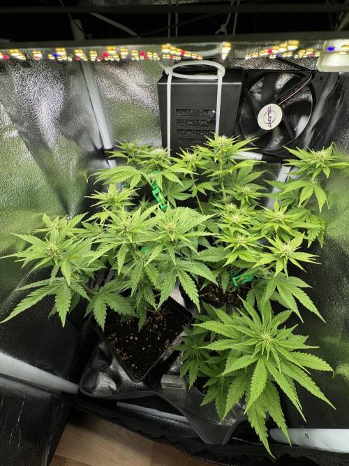 Eternity Grow 🏆 Micro Grow. Week 6