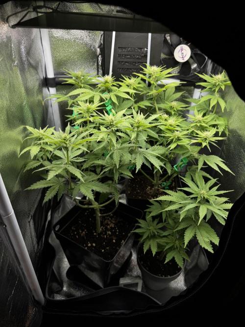 Eternity Grow 🏆 Micro Grow. Week 6