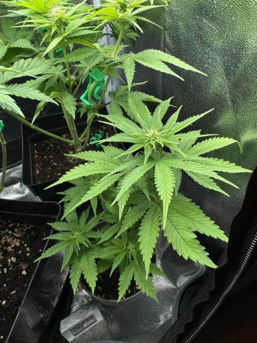 Eternity Grow 🏆 Micro Grow. Week 6