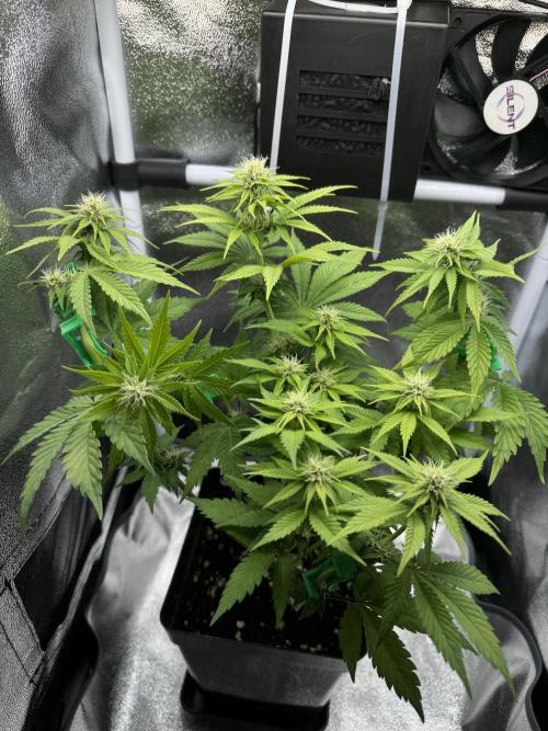 Eternity Grow 🏆 Micro Grow. Week 6