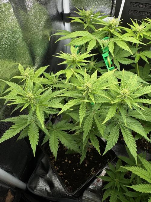 Eternity Grow 🏆 Micro Grow. Week 6