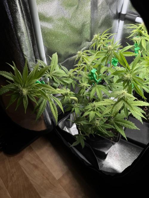 Eternity Grow 🏆 Micro Grow. Week 6