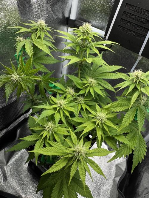 Eternity Grow 🏆 Micro Grow. Week 6