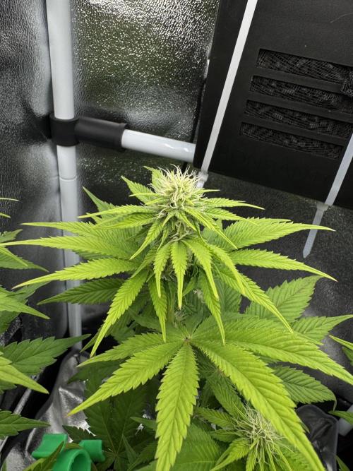 Eternity Grow 🏆 Micro Grow. Week 6