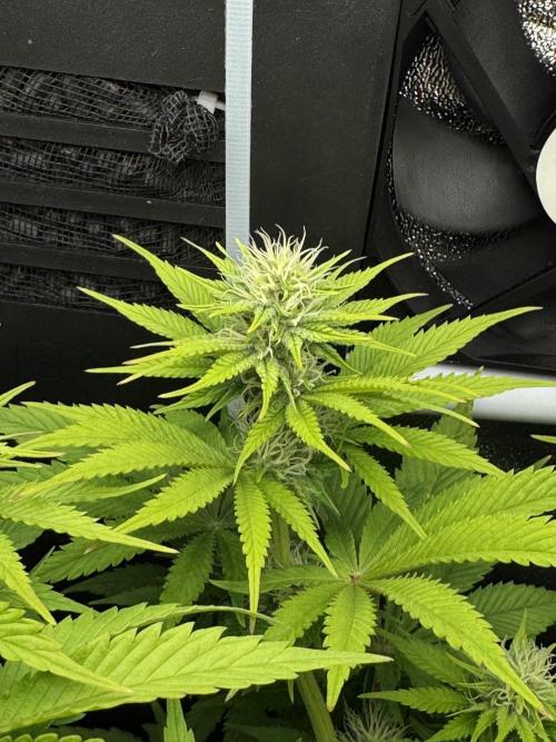 Eternity Grow 🏆 Micro Grow. Week 6
