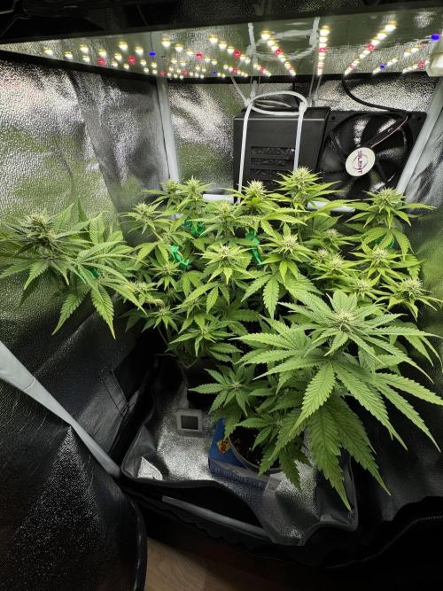 Eternity Grow 🏆 Micro Grow. Week 6