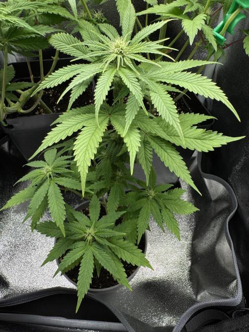 Eternity Grow 🏆 Micro Grow. Week 6