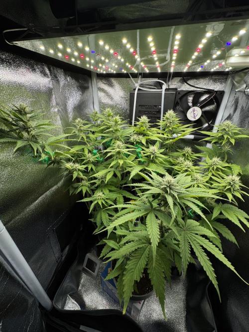 Eternity Grow 🏆 Micro Grow. Week 7