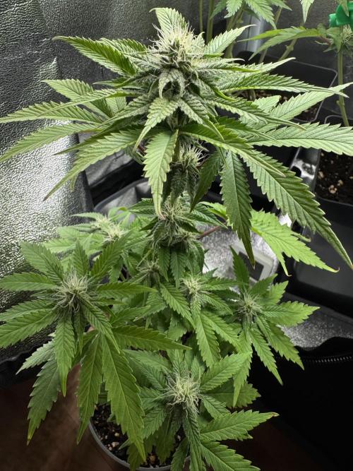 Eternity Grow 🏆 Micro Grow. Week 7 - 0,5l cup