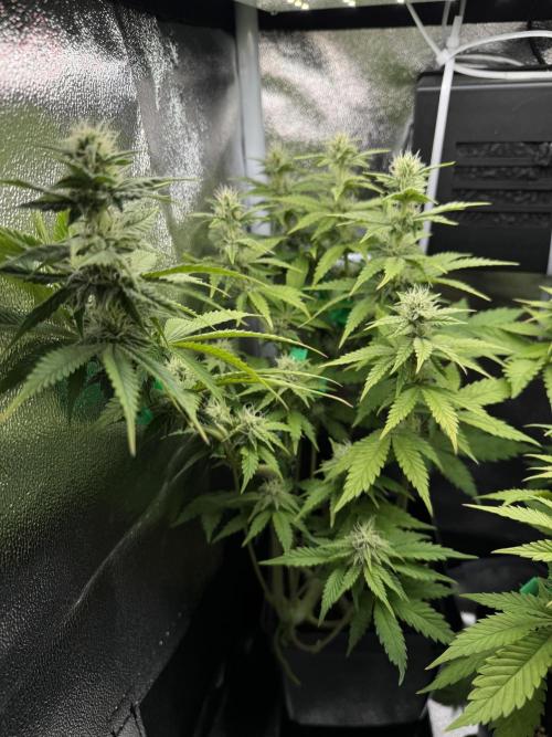 Eternity Grow 🏆 Micro Grow. Week 7
