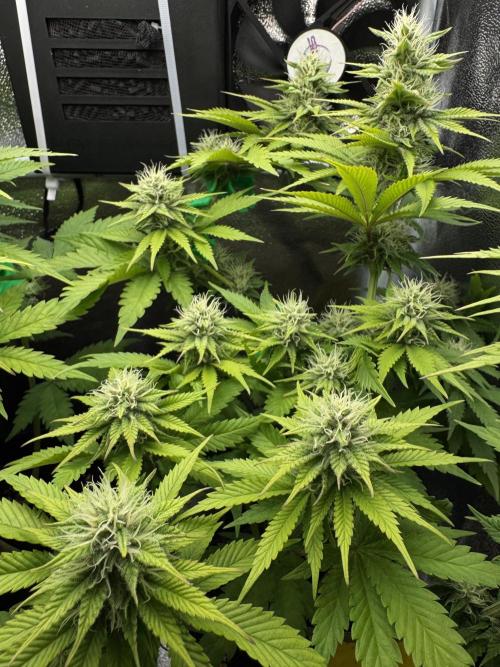 Eternity Grow 🏆 Micro Grow. Week 7