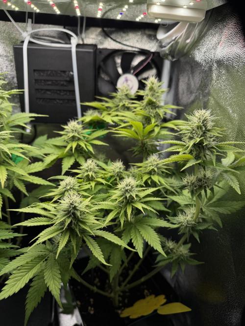 Eternity Grow 🏆 Micro Grow. Week 7