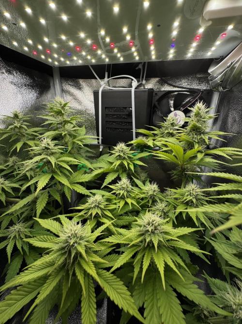 Eternity Grow 🏆 Micro Grow. Week 7