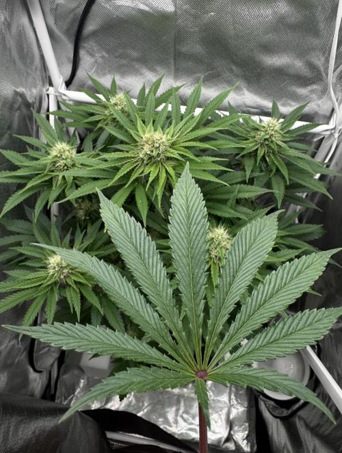 Cherry Hills 🍒⛰️80w. Week 9