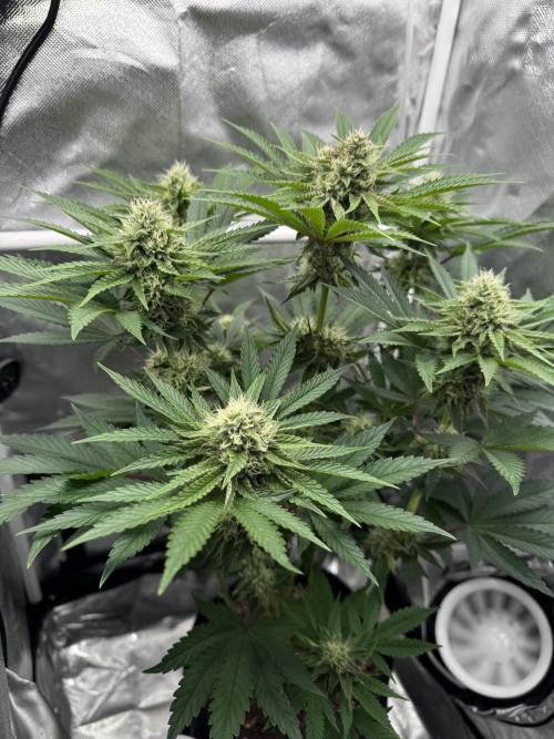 Cherry Hills 🍒⛰️80w. Week 9