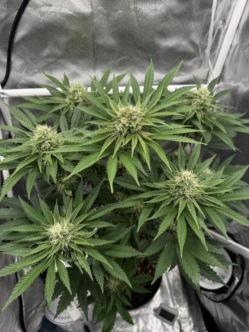 Cherry Hills 🍒⛰️80w. Week 9