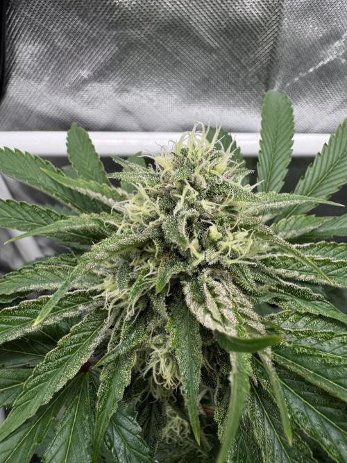 Cherry Hills 🍒⛰️80w. Week 9