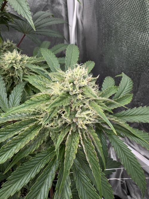 Cherry Hills 🍒⛰️80w. Week 9