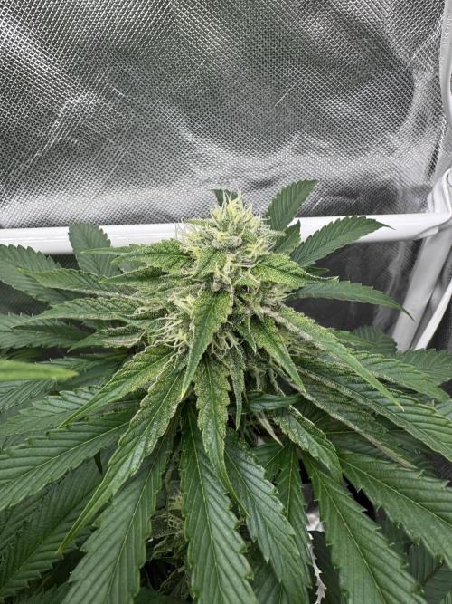 Cherry Hills. Week 9