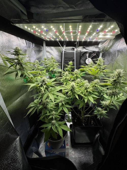 Eternity Grow 🏆 Micro Grow. Week 8