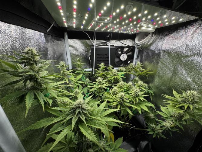 Eternity Grow 🏆 Micro Grow. Week 8