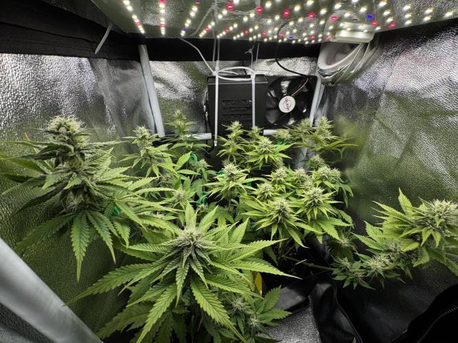 Eternity Grow 🏆 Micro Grow. Week 8