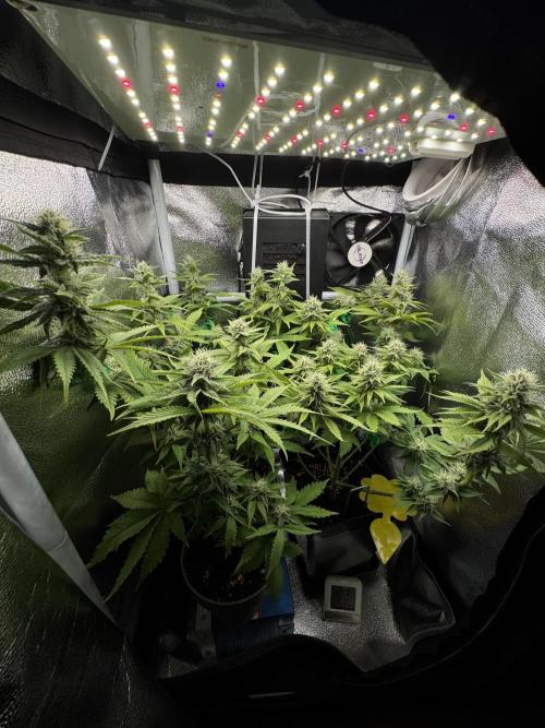 Eternity Grow 🏆 Micro Grow. Week 8
