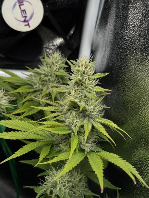 Eternity Grow 🏆 Micro Grow. Week 8