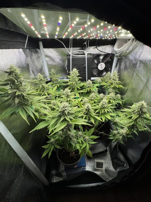 Eternity Grow 🏆 Micro Grow. Week 8 - Ende BW6