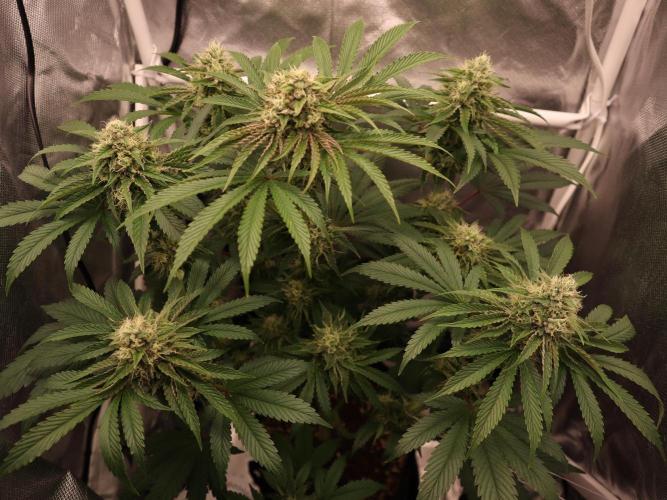 Cherry Hills 🍒⛰️80w. Week 10