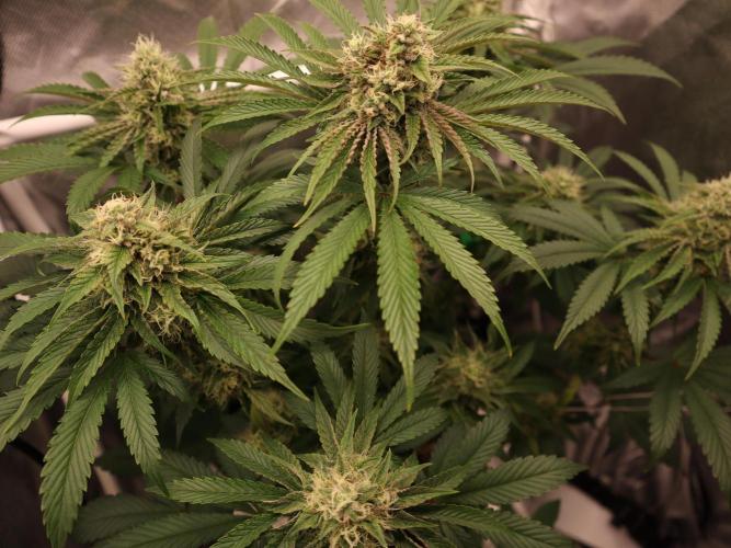 Cherry Hills 🍒⛰️80w. Week 10