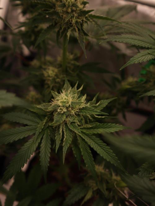 Cherry Hills 🍒⛰️80w. Week 10