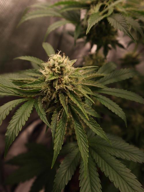 Cherry Hills 🍒⛰️80w. Week 10