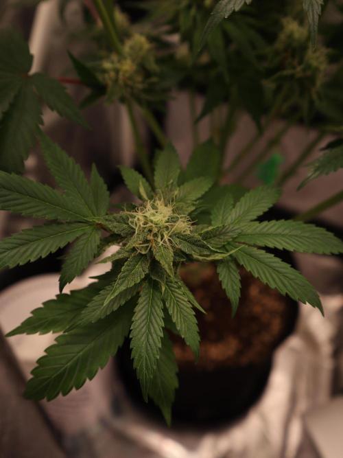 Cherry Hills 🍒⛰️80w. Week 10