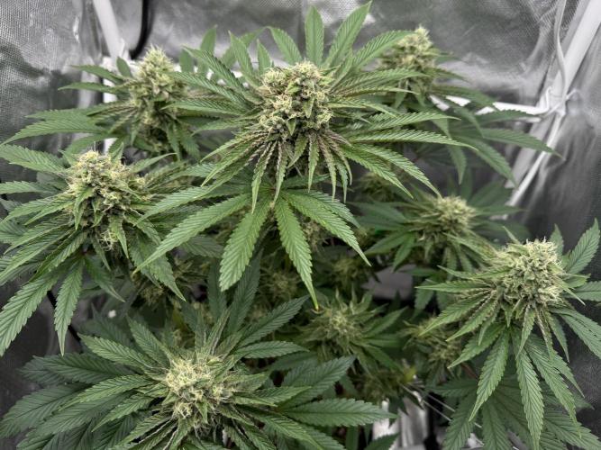 Cherry Hills 🍒⛰️80w. Week 10