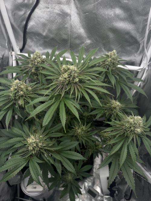 Cherry Hills 🍒⛰️80w. Week 10 - Ende BW7