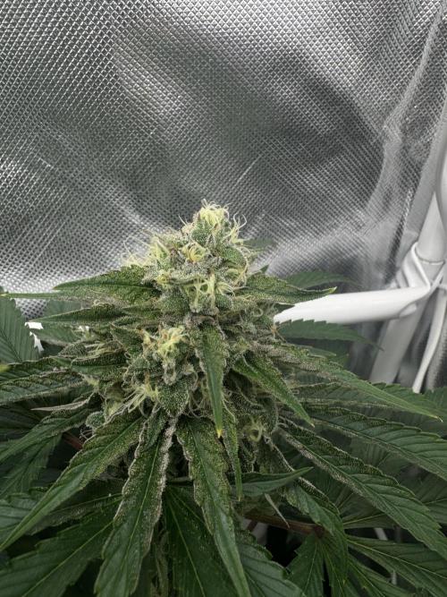 Cherry Hills 🍒⛰️80w. Week 10