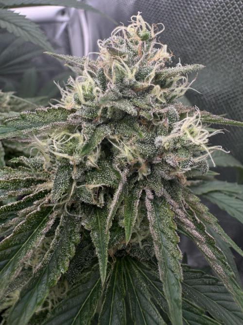 Cherry Hills. Week 10