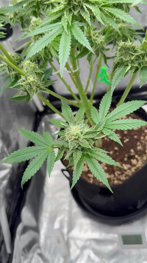 Cherry Hills 🍒⛰️80w