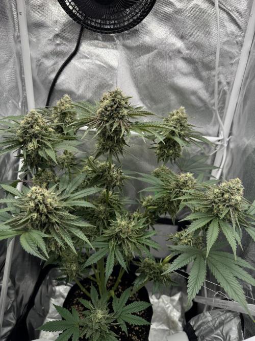 Cherry Hills 🍒⛰️80w. Week 11