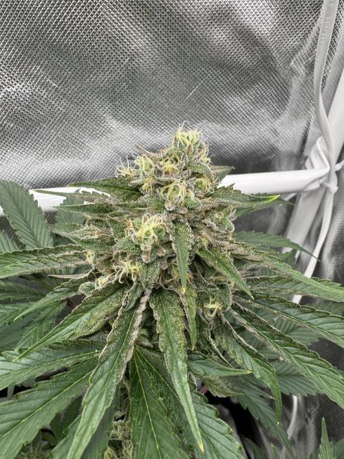 Cherry Hills 🍒⛰️80w. Week 11