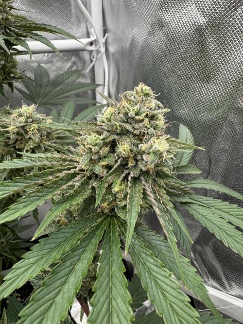 Cherry Hills 🍒⛰️80w. Week 11