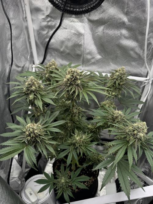 Cherry Hills 🍒⛰️80w. Week 11