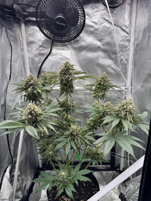 Cherry Hills 🍒⛰️80w. Week 11