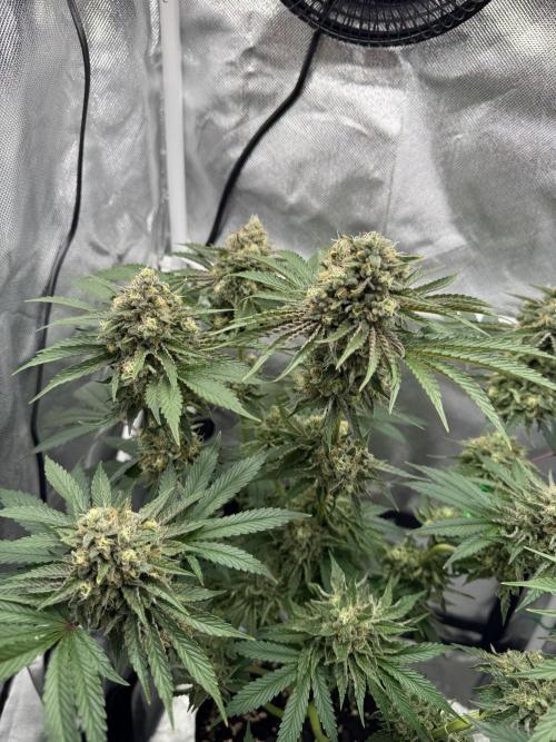 Cherry Hills 🍒⛰️80w. Week 11