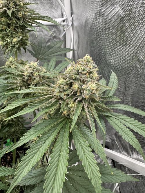 Cherry Hills 🍒⛰️80w. Week 11