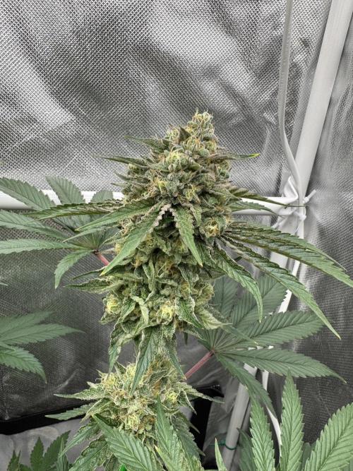 Cherry Hills. Week 11